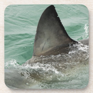 Dorsal aileron of a Great White shark Beverage Coaster