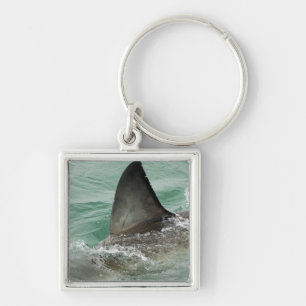 Dorsal aileron of a Great White shark Keychain
