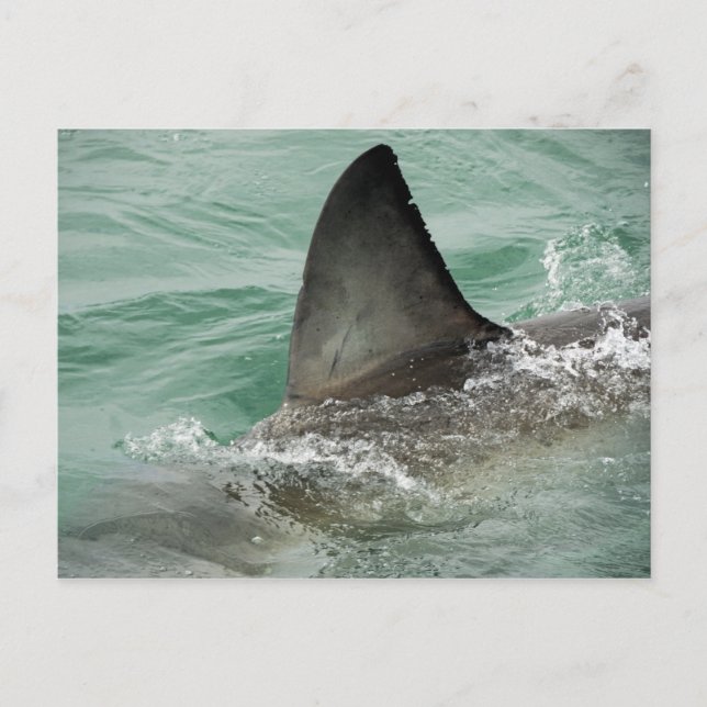 Dorsal aileron of a Great White shark Postcard (Front)