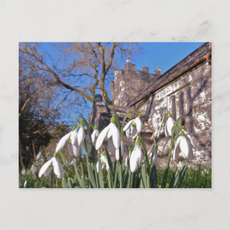 Dorset Snowdrops postcard