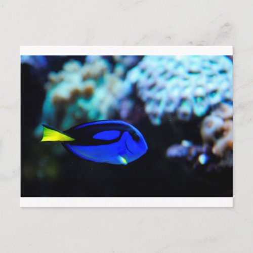 Dory  Blue Tang Fish Postcard