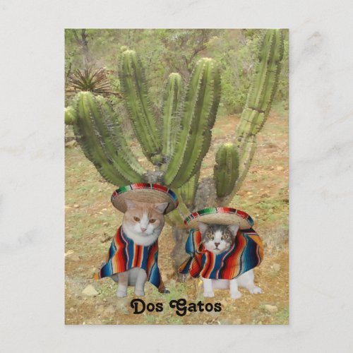 Dos Gatos Postcard