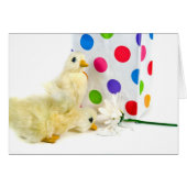 Dots, Ducks and Daisy (Front Horizontal)