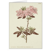 Dotted Leaved Rhododendron Illustration (Front)