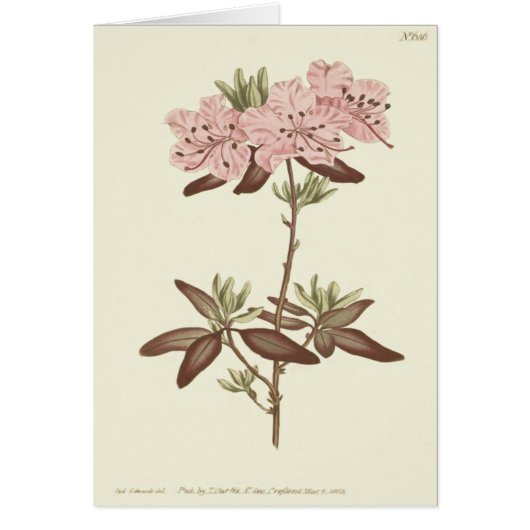 Dotted Leaved Rhododendron Illustration Cards (Front)