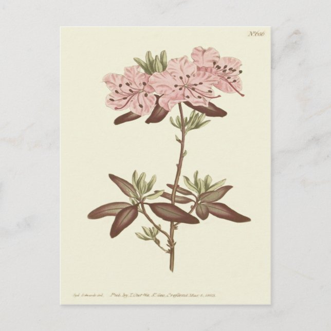 Dotted Leaved Rhododendron Illustration Postcard (Front)
