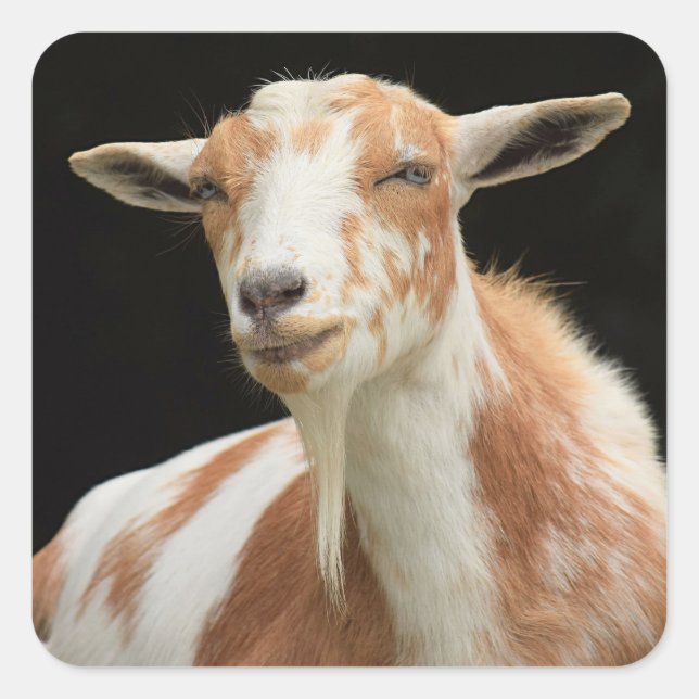 Dottie Stickers (Front)