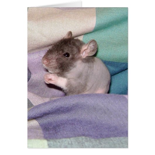 Doube Rex Baby Rat Cards (Front)
