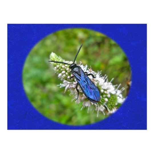 Double Banded Scoliid Wasp on Mint Postcard