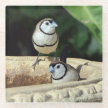 Double-barred Finches