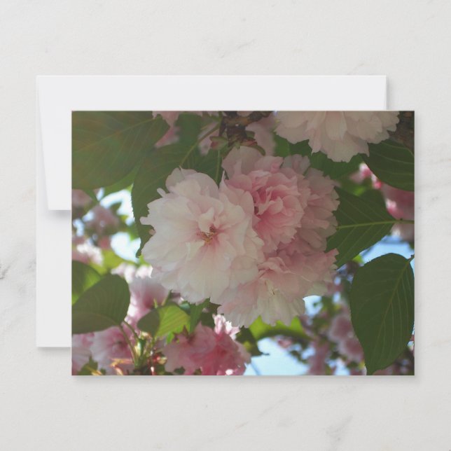 Double Blossoming Cherry Tree I Spring Floral Card (Front)