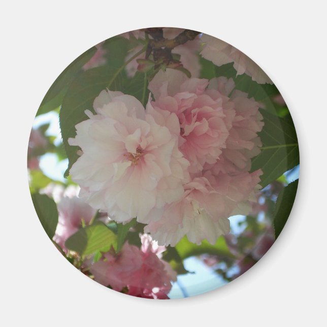 Double Blossoming Cherry Tree I Spring Floral Magnet (Front)