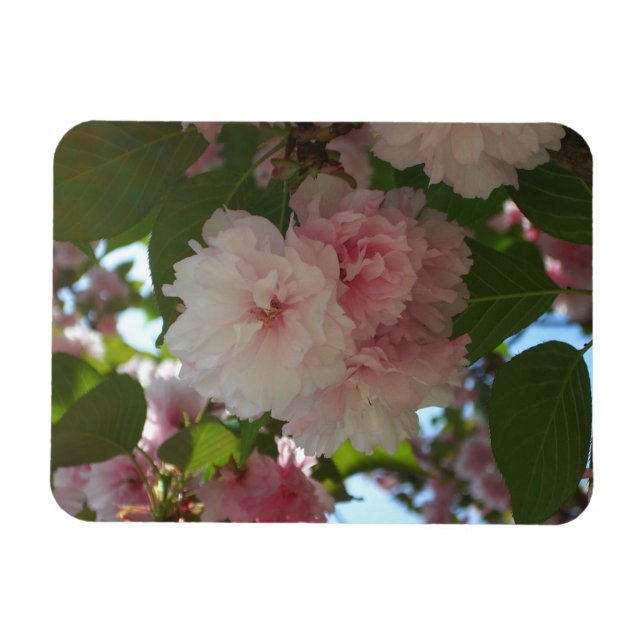 Double Blossoming Cherry Tree I Spring Floral Magnet (Horizontal)