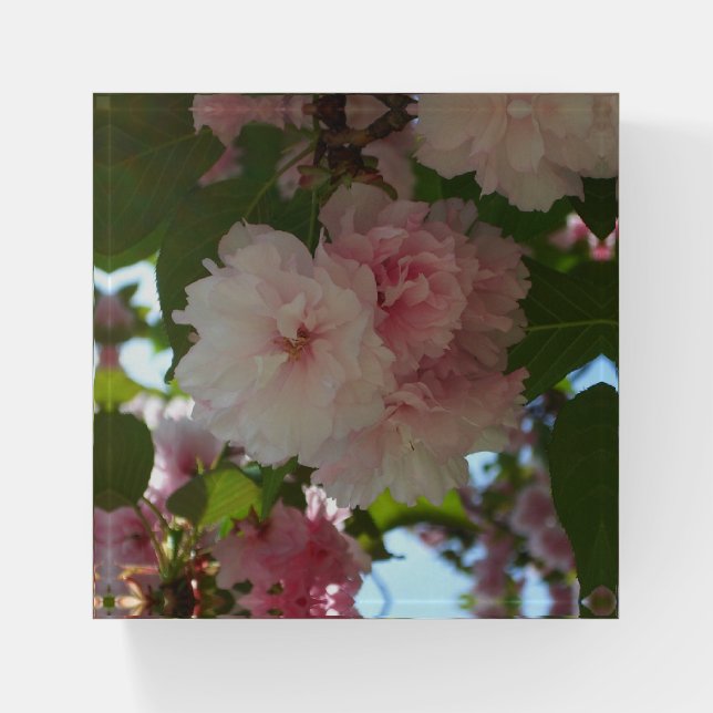 Double Blossoming Cherry Tree I Spring Floral Paperweight (Front)
