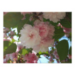Double Blossoming Cherry Tree I Spring Floral Photo Print