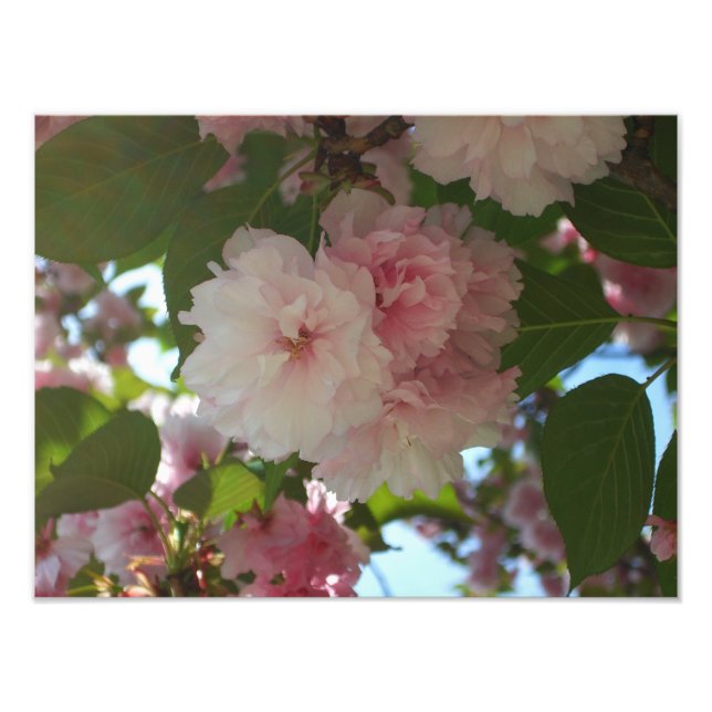 Double Blossoming Cherry Tree I Spring Floral Photo Print (Front)