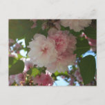 Double Blossoming Cherry Tree I Spring Floral Postcard