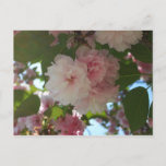 Double Blossoming Cherry Tree I Spring Floral Postcard