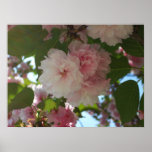 Double Blossoming Cherry Tree I Spring Floral Poster