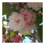 Double Blossoming Cherry Tree I Spring Floral Poster