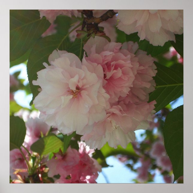 Double Blossoming Cherry Tree I Spring Floral Poster (Front)