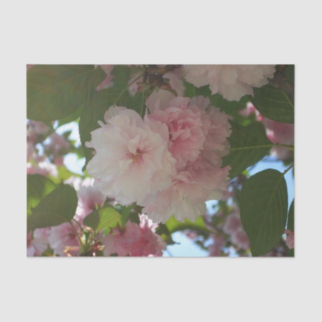 Double Blossoming Cherry Tree I Spring Floral Tissue Paper (Front)