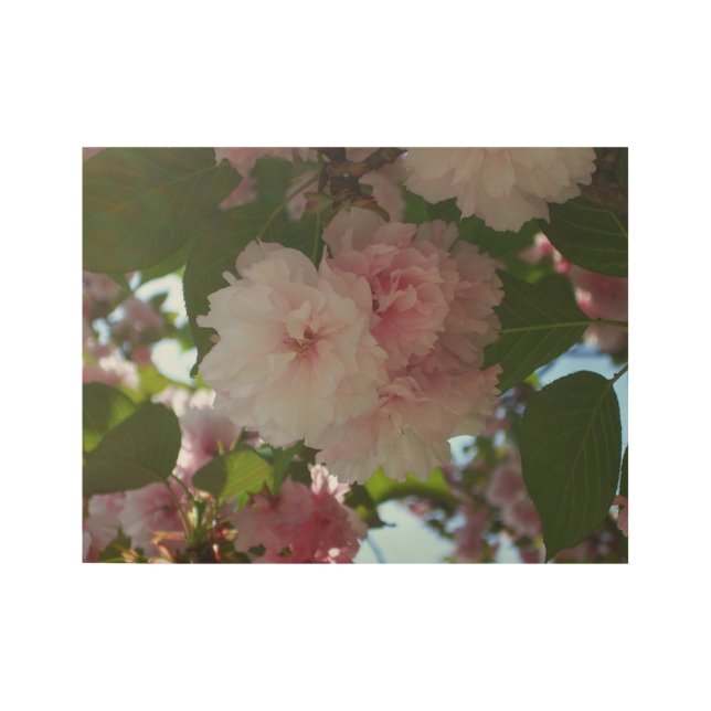 Double Blossoming Cherry Tree I Spring Floral Wood Poster (Front)