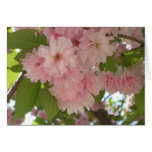 Double Blossoming Cherry Tree II Spring Floral