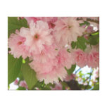Double Blossoming Cherry Tree II Spring Floral Canvas Print