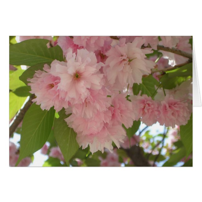 Double Blossoming Cherry Tree II Spring Floral Cards (Front Horizontal)