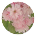 Double Blossoming Cherry Tree II Spring Floral Classic Round Sticker