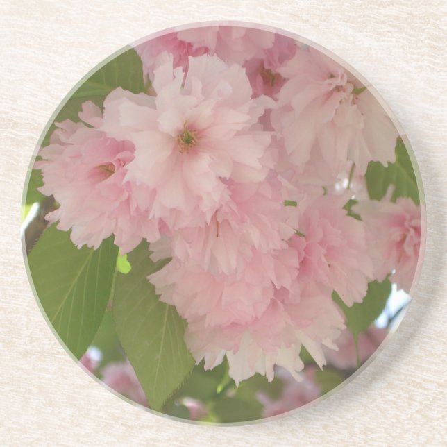 Double Blossoming Cherry Tree II Spring Floral Drink Coaster (Front)