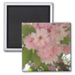 Double Blossoming Cherry Tree II Spring Floral Magnet