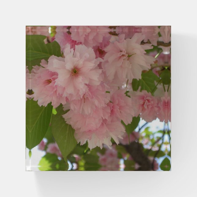 Double Blossoming Cherry Tree II Spring Floral Paperweight (Front)