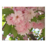Double Blossoming Cherry Tree II Spring Floral Photo Print