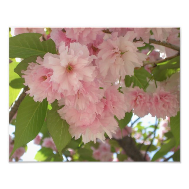 Double Blossoming Cherry Tree II Spring Floral Photo Print (Front)