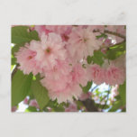 Double Blossoming Cherry Tree II Spring Floral Postcard