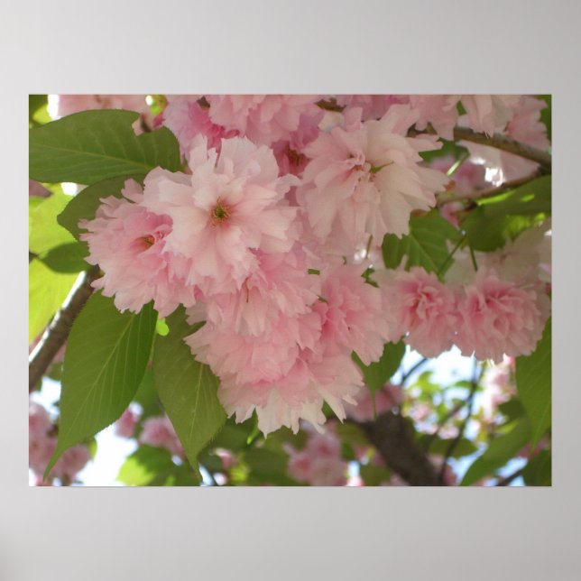 Double Blossoming Cherry Tree II Spring Floral Poster (Front)