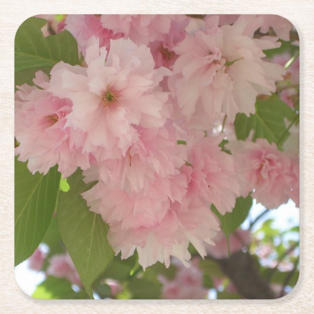 Double Blossoming Cherry Tree II Spring Floral Square Paper Coaster (Front)