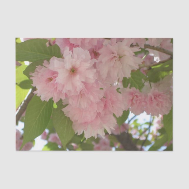 Double Blossoming Cherry Tree II Spring Floral Tissue Paper (Front)