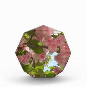 Double Blossoming Cherry Tree III Spring Floral Award