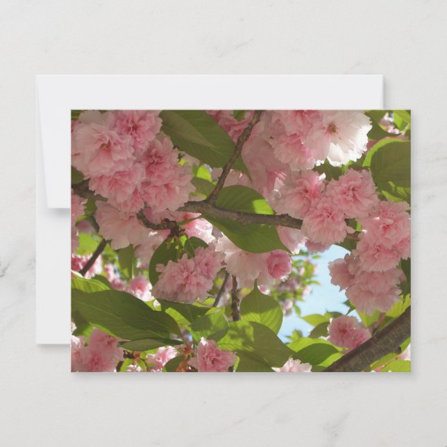 Double Blossoming Cherry Tree III Spring Floral Card (Front)