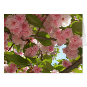 Double Blossoming Cherry Tree III Spring Floral Card