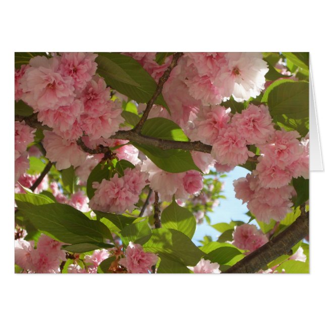 Double Blossoming Cherry Tree III Spring Floral Card (Front Horizontal)