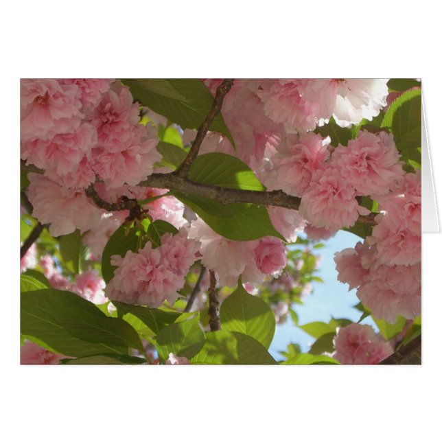 Double Blossoming Cherry Tree III Spring Floral Cards (Front Horizontal)