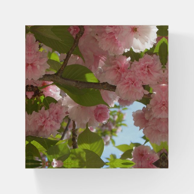 Double Blossoming Cherry Tree III Spring Floral Paperweight (Front)