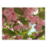 Double Blossoming Cherry Tree III Spring Floral Photo Print