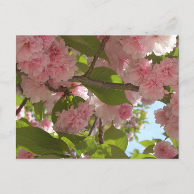 Double Blossoming Cherry Tree III Spring Floral Postcard (Front)