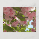 Double Blossoming Cherry Tree III Spring Floral Postcard
