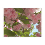 Double Blossoming Cherry Tree III Spring Floral Postcard